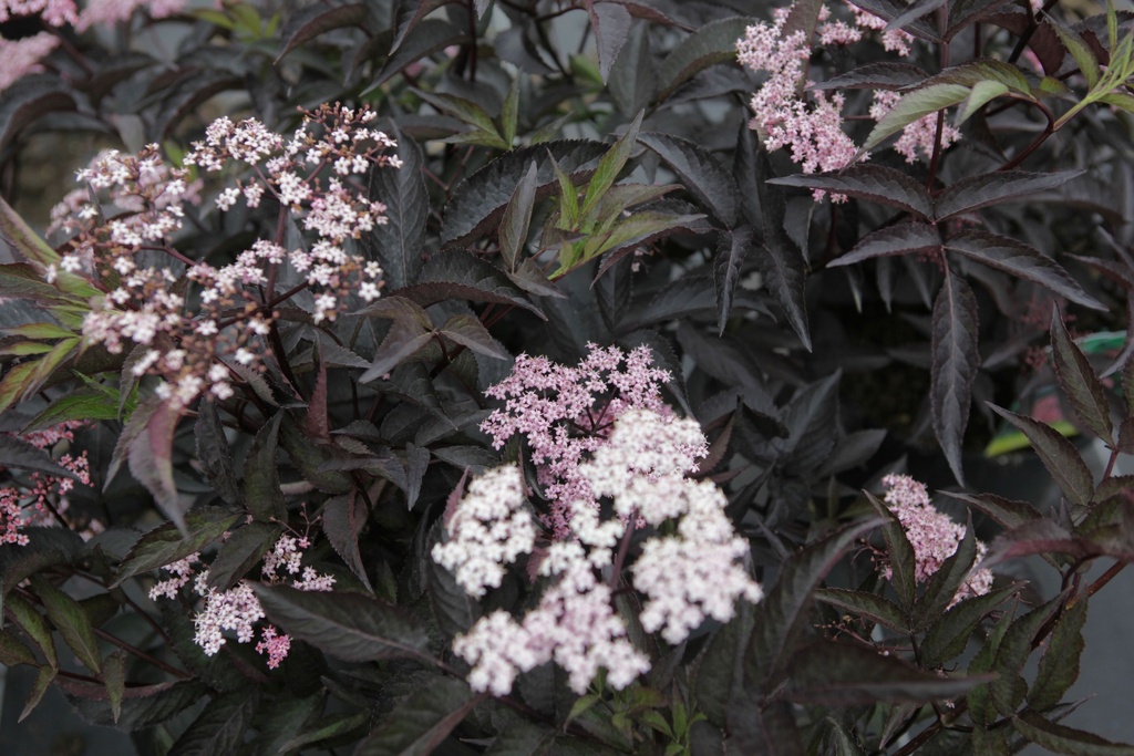 Бузина черная Блэк Бьюти